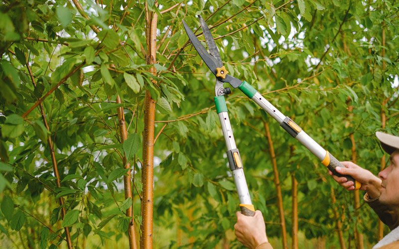 Tree trimming in Union, IA